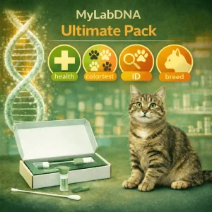 DNA-test för katter med genetiska insikter